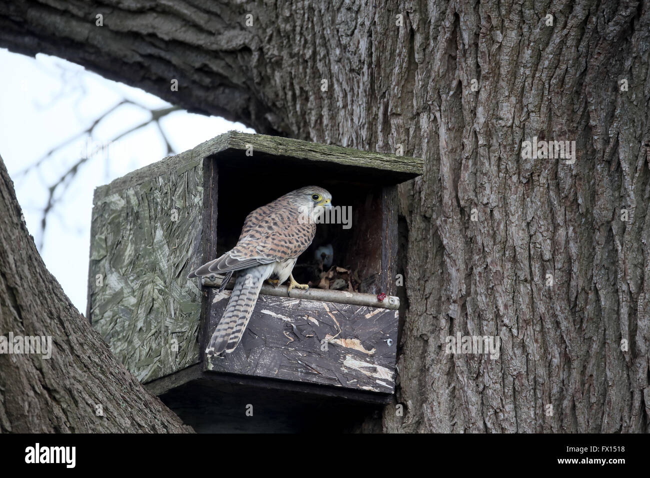 Il Gheppio, il Falco tinnunculus, unica donna sulla scatola di nido, Warwickshire, Aprile 2016 Foto Stock