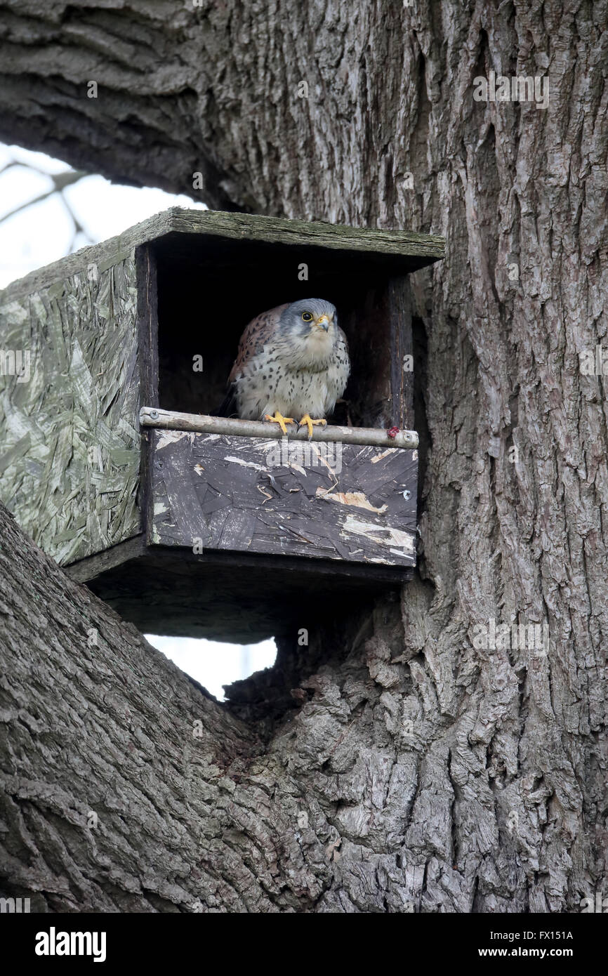 Il Gheppio, il Falco tinnunculus, maschio singolo sulla scatola di nido, Warwickshire, Aprile 2016 Foto Stock