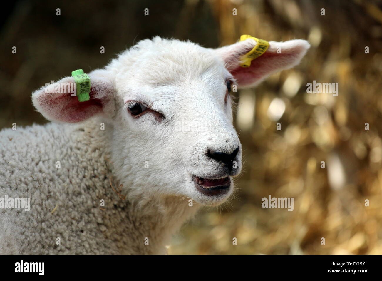 Un agnello di fattoria. Foto Stock