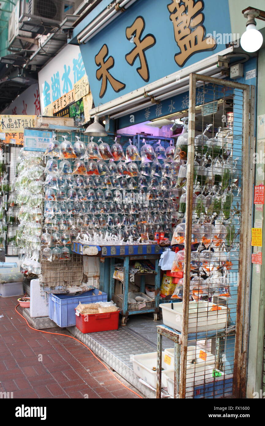 I negozi che vendono goldfish su Tung Choi Street, il pesciolino il mercato di Hong Kong Foto Stock