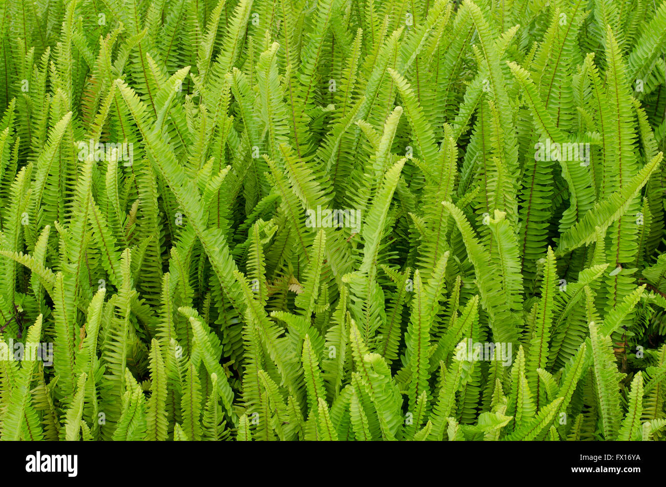 Il tubero spada Fern, spada Fern. Nome scientifico: Nephrolepsis biserrata cr.Furcan. Foto Stock