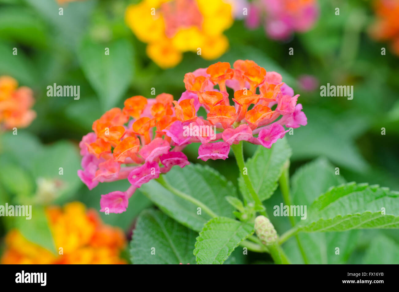 Fiori di Lantana Foto Stock