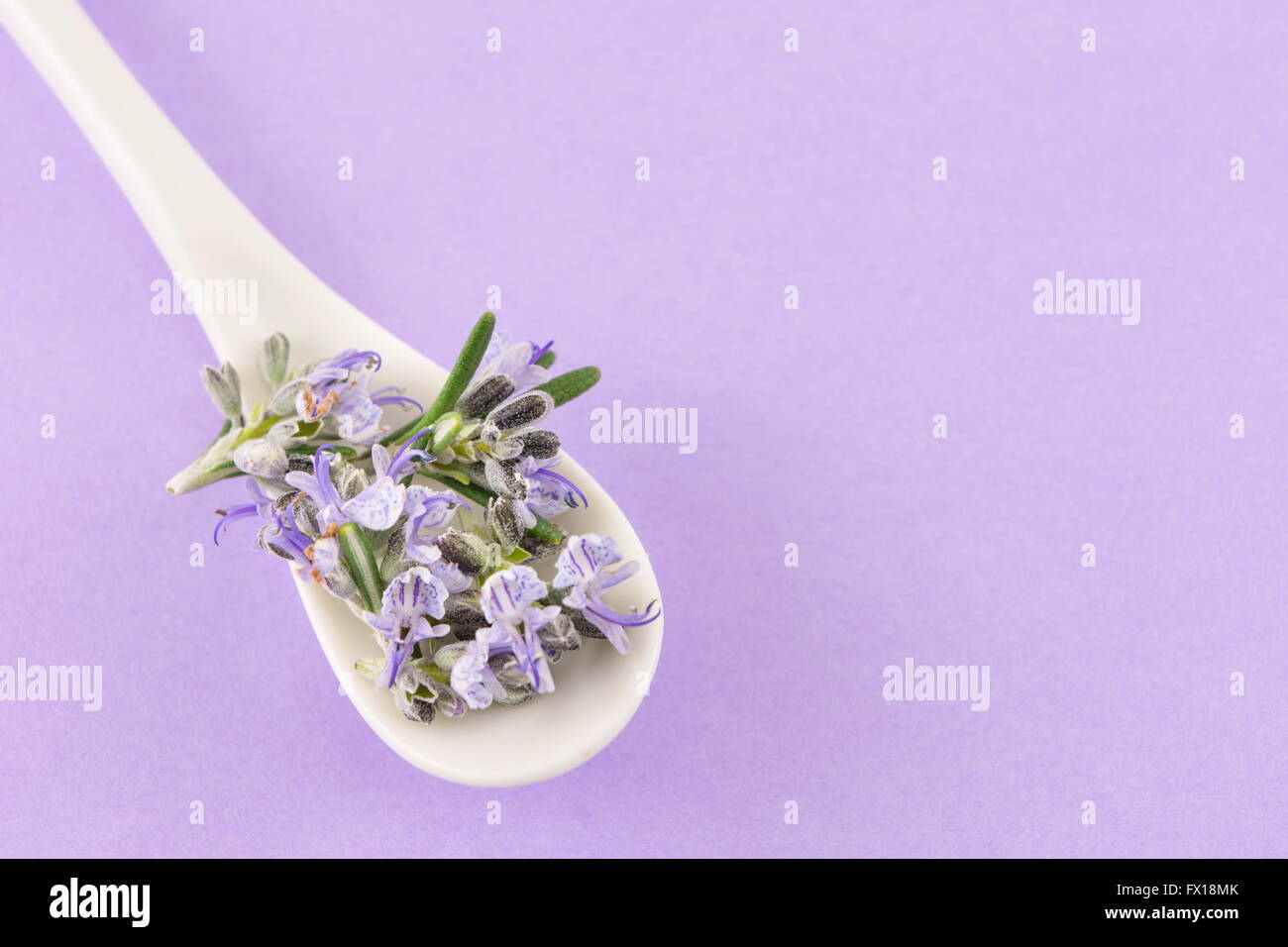 Fiori di rosmarino in un cucchiaio contro sfondo viola Foto Stock