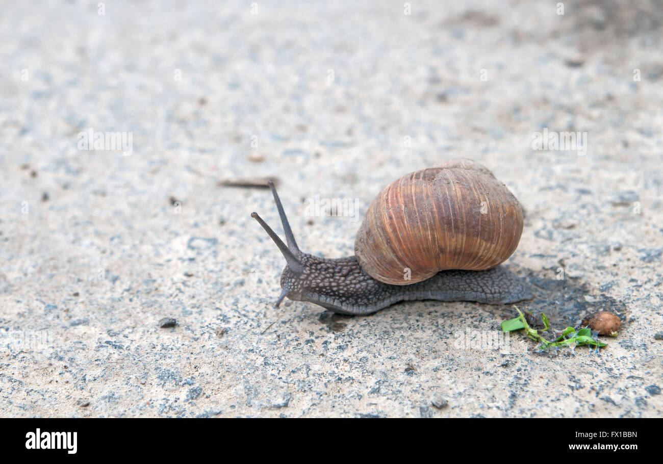 La Borgogna lumaca (lumaca romano, commestibili, lumaca escargot) (Helix pomatia) sulla strada Foto Stock