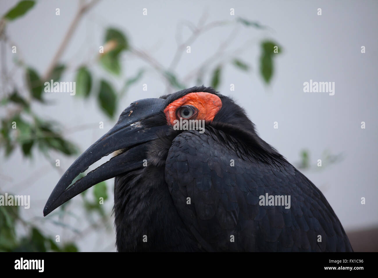Massa meridionale hornbill (Bucorvus leadbeateri) a Budapest Zoo in Budapest, Ungheria. Foto Stock