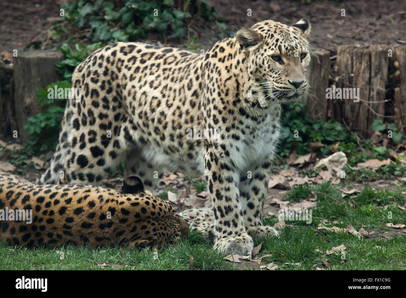 Leopardo persiano (Panthera pardus saxicolor), noto anche come il Caucaso in Leopard presso lo Zoo di Budapest a Budapest, Ungheria. Foto Stock