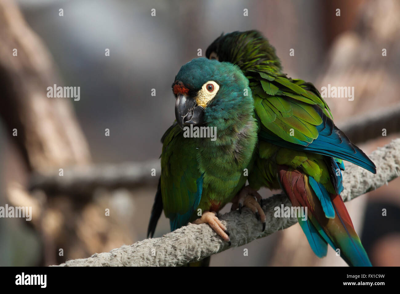 Blu-winged macaw (Primolius maracana), noto anche come Illiger's macaw a Budapest Zoo in Budapest, Ungheria. Foto Stock