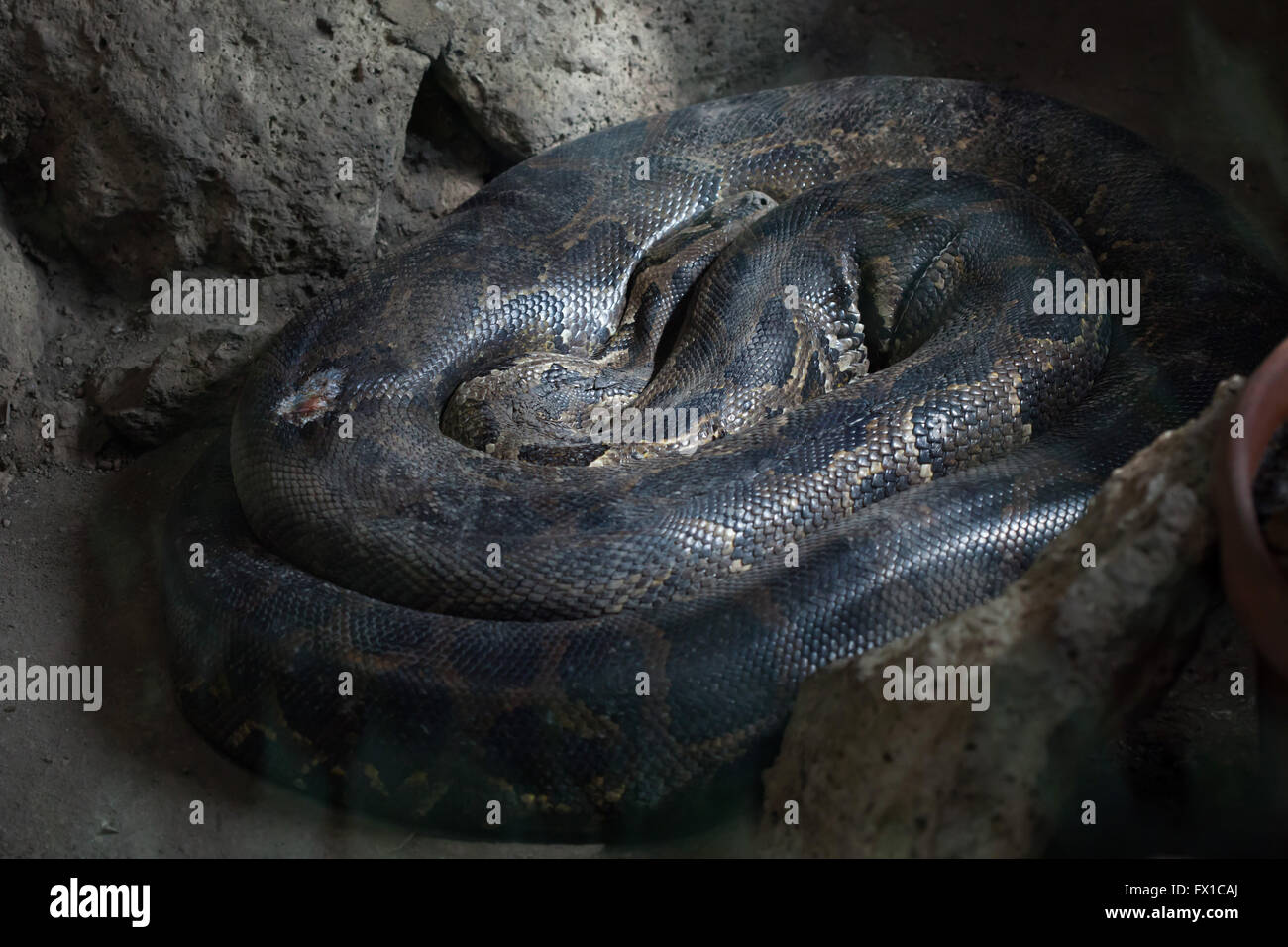 Birmano (Python Python bivittatus) a Budapest Zoo in Budapest, Ungheria. Foto Stock