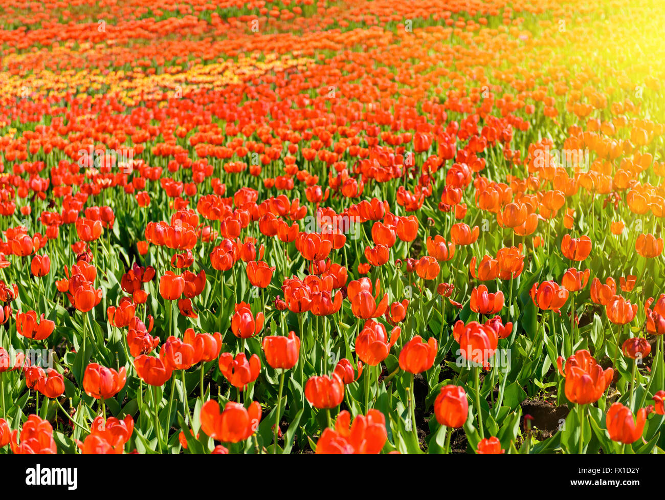 Tulip fiori di primavera campo sotto raggi solari Foto Stock