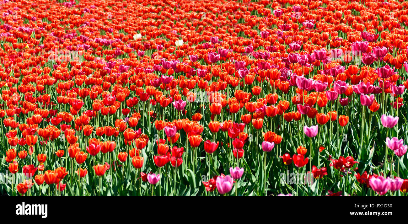 Tulip fiori di primavera panorama del campo Foto Stock
