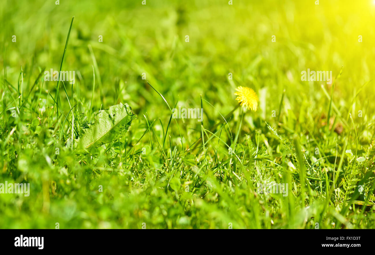 Erba di primavera sole sullo sfondo del fascio Foto Stock