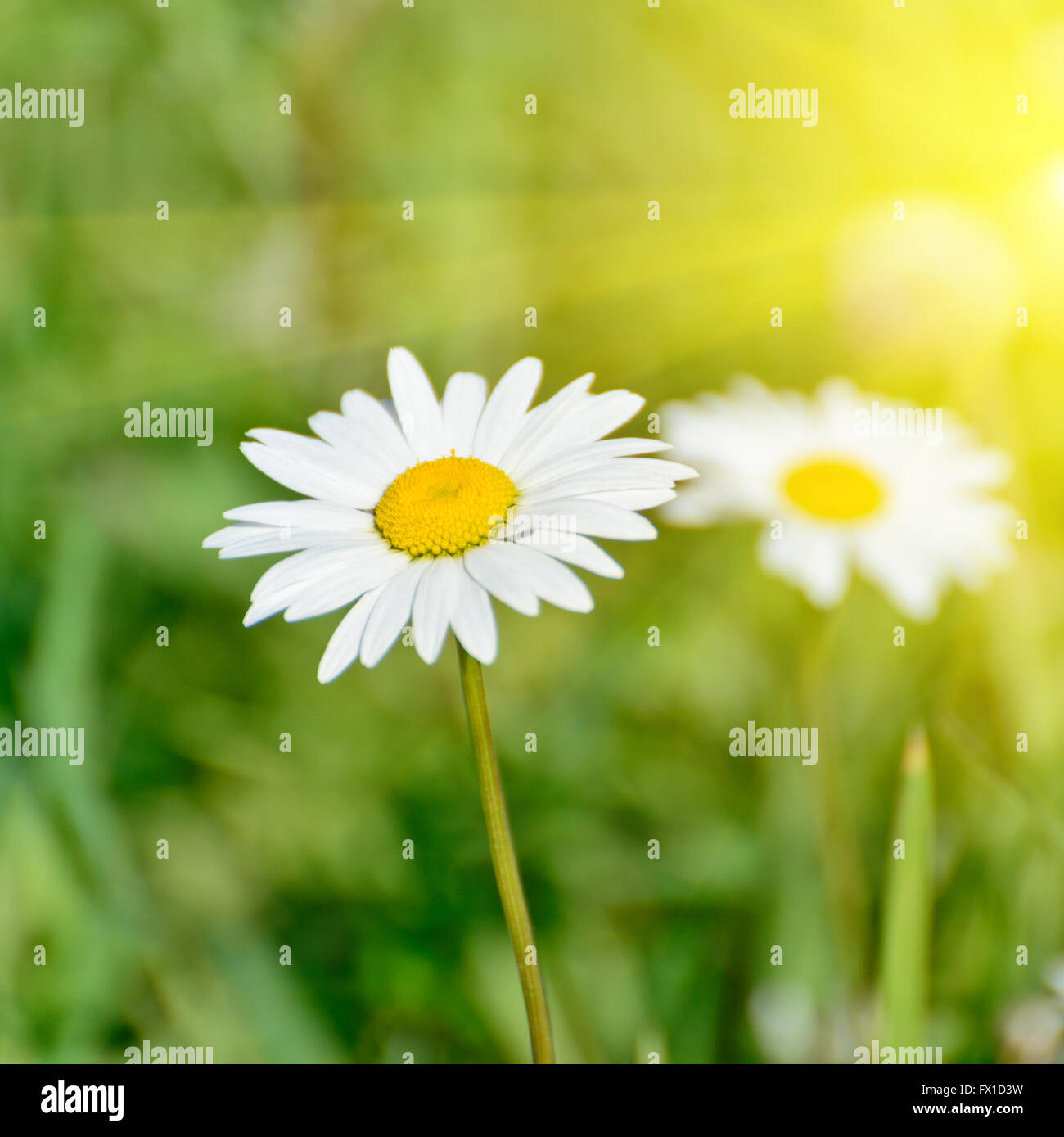 Natura floreale daisy sfondo astratto in verde e giallo Foto Stock