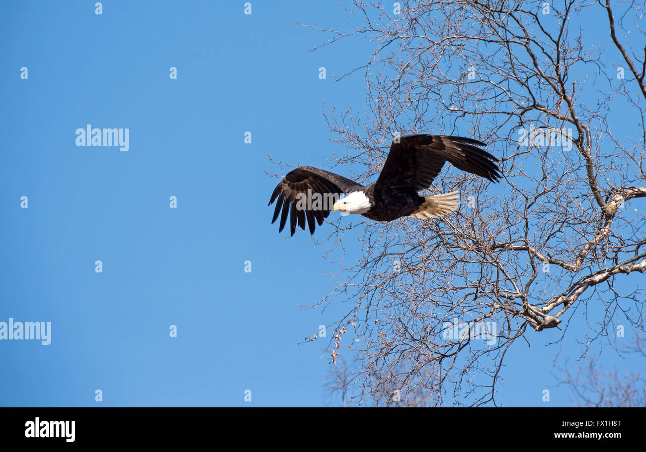 Aquila calva di decollare dal nido Foto Stock