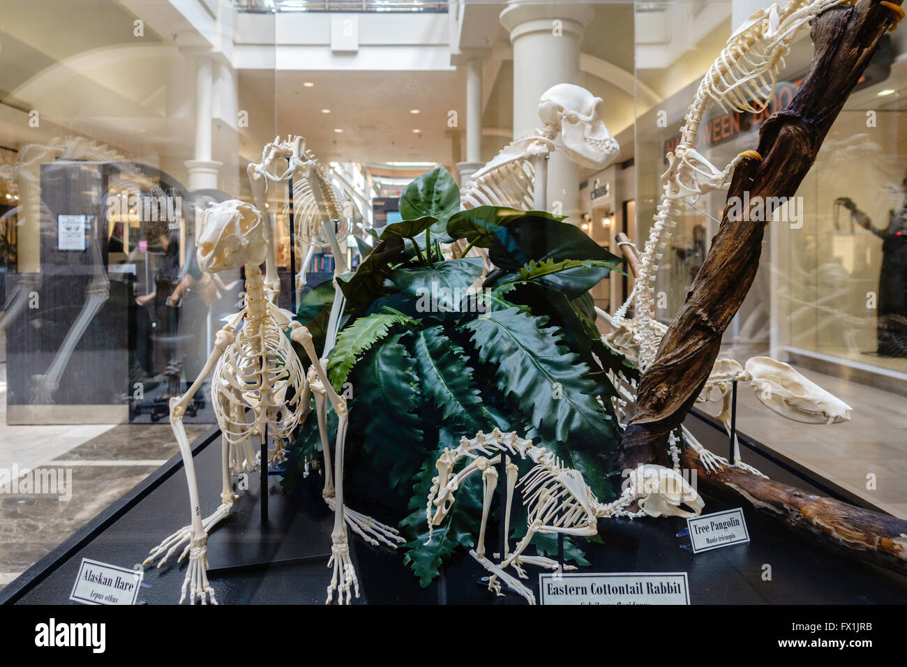 L'uomo ha fatto fossili esposti in un centro commerciale per lo shopping nella città di Oklahoma, Oklahoma, Stati Uniti d'America. Foto Stock