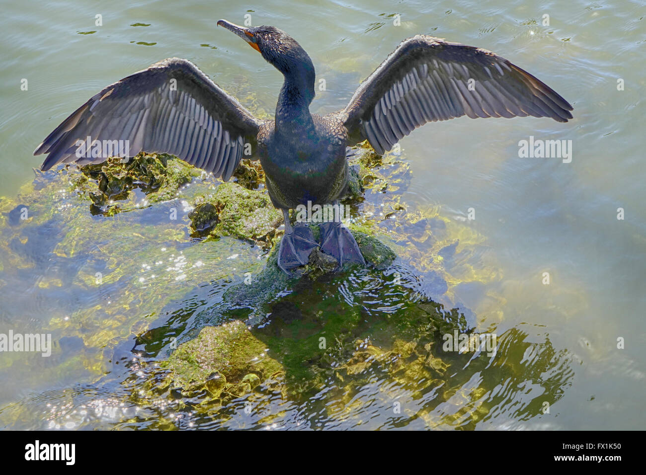 Doppio di cormorani crestato con ali stese ad asciugare Foto Stock
