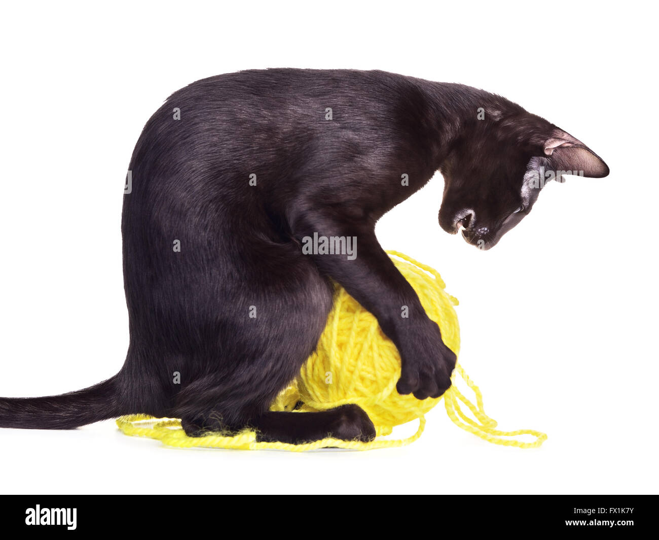 Black oriental shorthair cat giocare con palla di lana, isolato su bianco Foto Stock