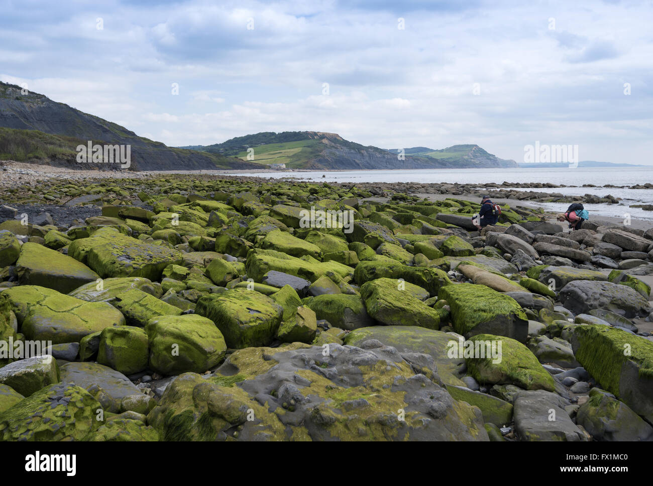 Cacciatori di fossili a bassa marea su Lyme Regis East Beach a Dorset, Inghilterra, Regno Unito Foto Stock