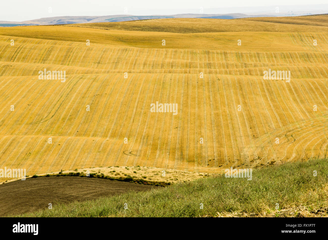 Stoppie di grano rimanente dopo che è stato effettuato il raccolto. Eastern Washington Foto Stock
