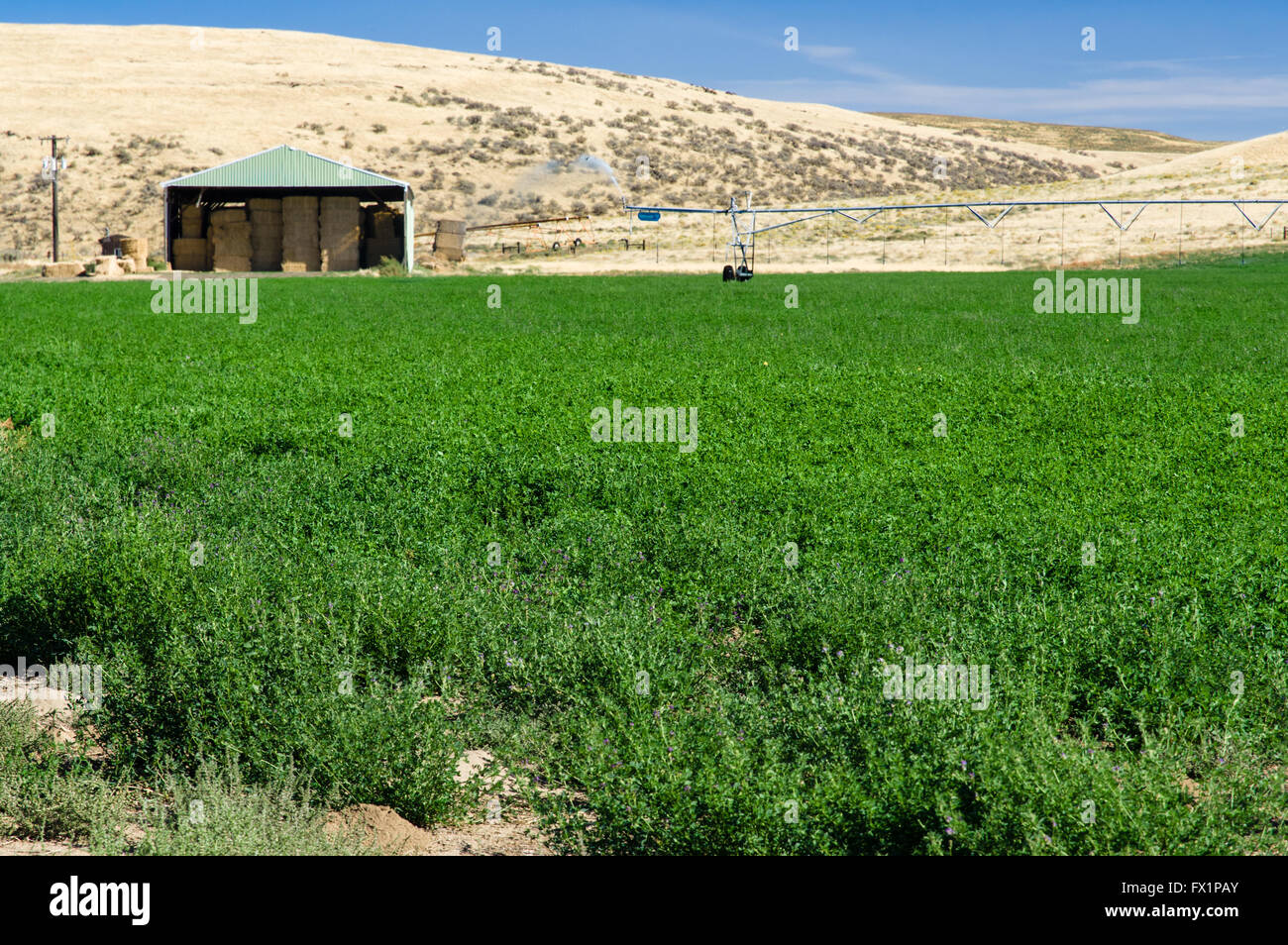 Campo di erba medica essendo cresciuto per fieno in Eastern Washington Foto Stock