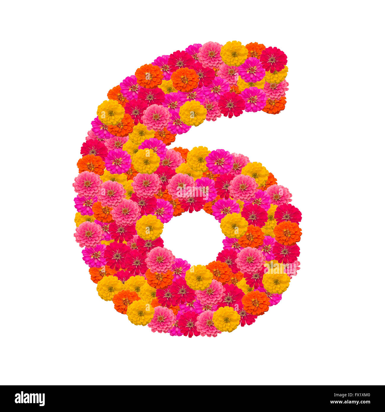 Numero 6 realizzato da fiori Zinnias Foto Stock