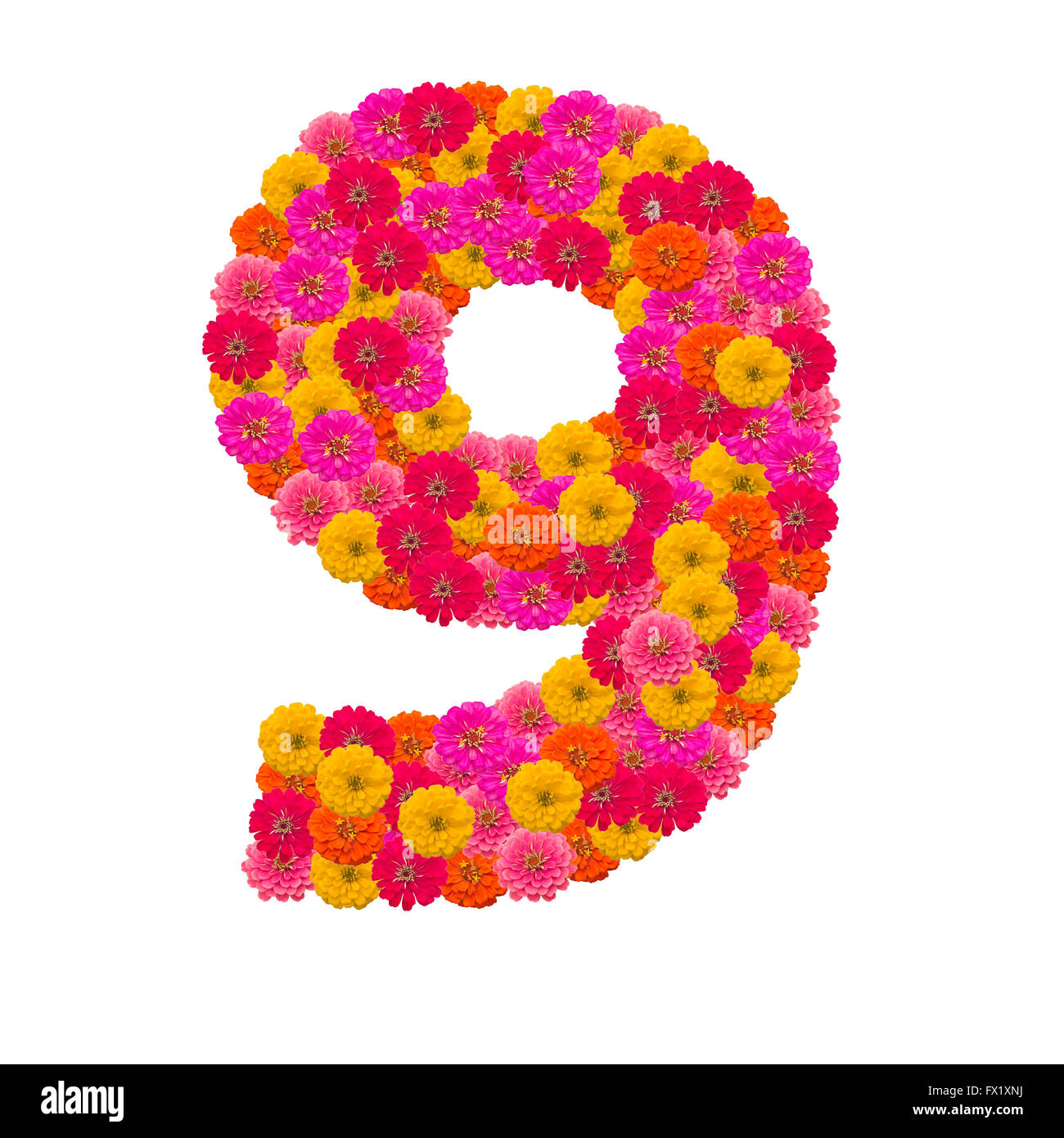 Numero 9 realizzato da fiori Zinnias Foto Stock