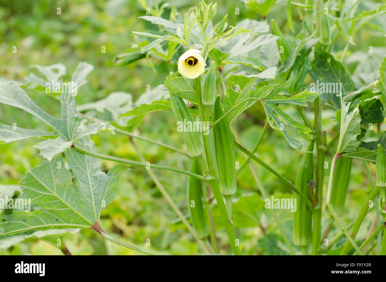 L'Okra impianto (Lady del dito) con frutta Foto Stock