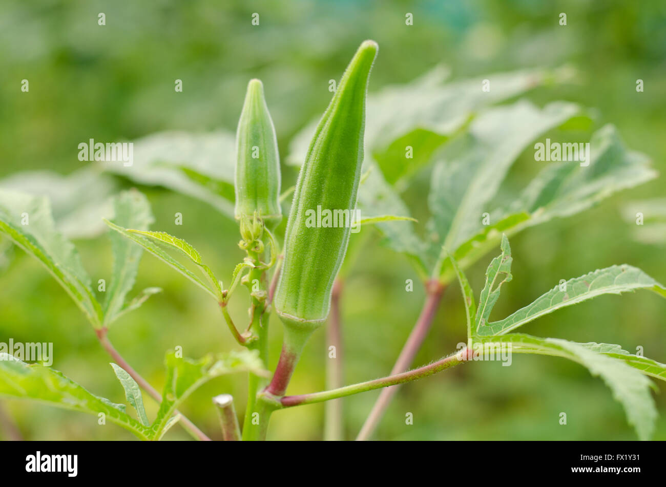 L'Okra impianto (Lady del dito) con frutta Foto Stock