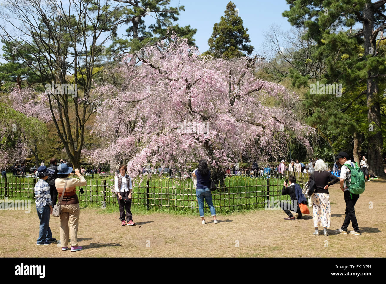 Cherry blossom in Kyoto, Japan. Foto Stock
