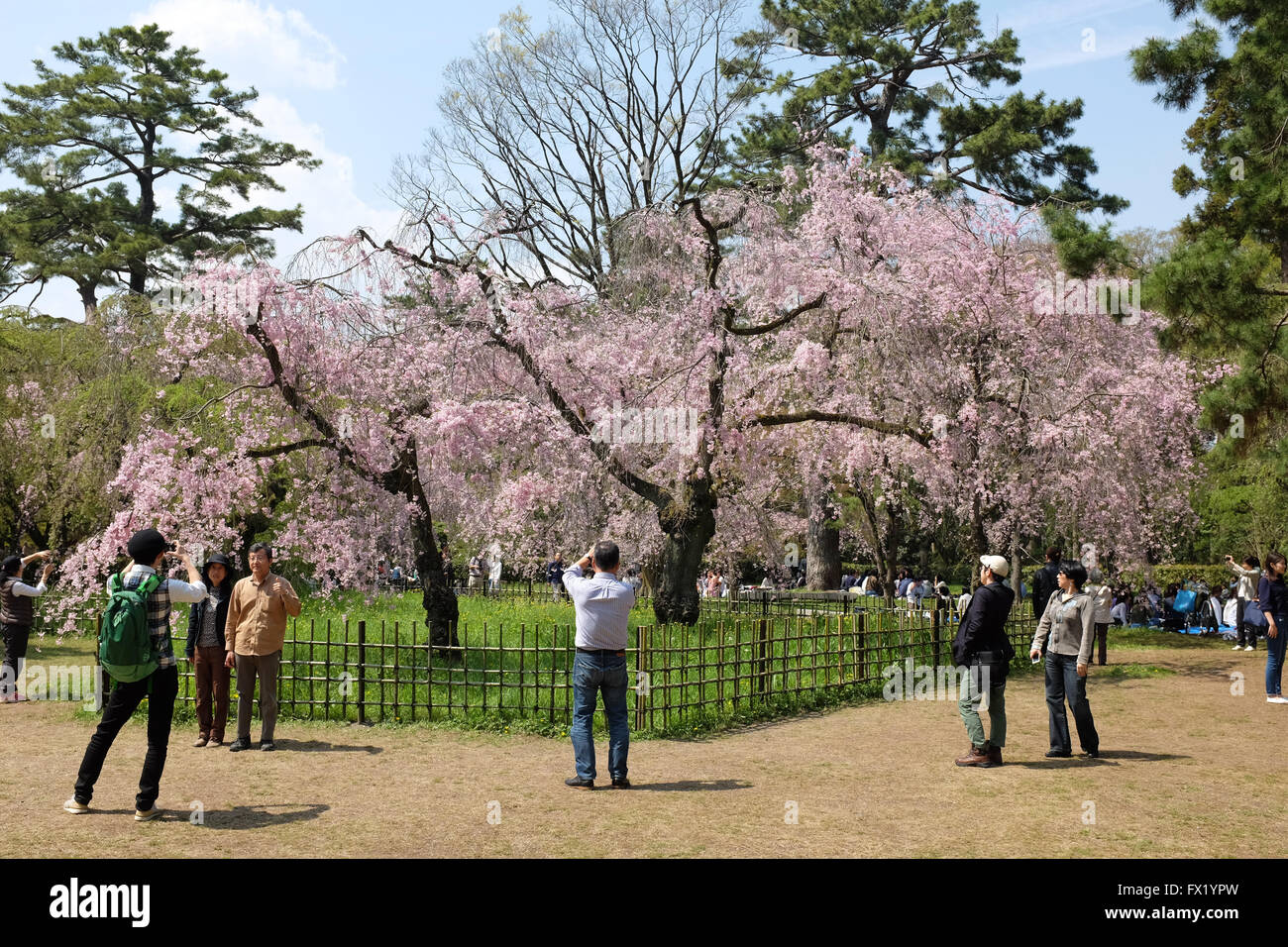 Cherry blossom in Kyoto, Japan. Foto Stock