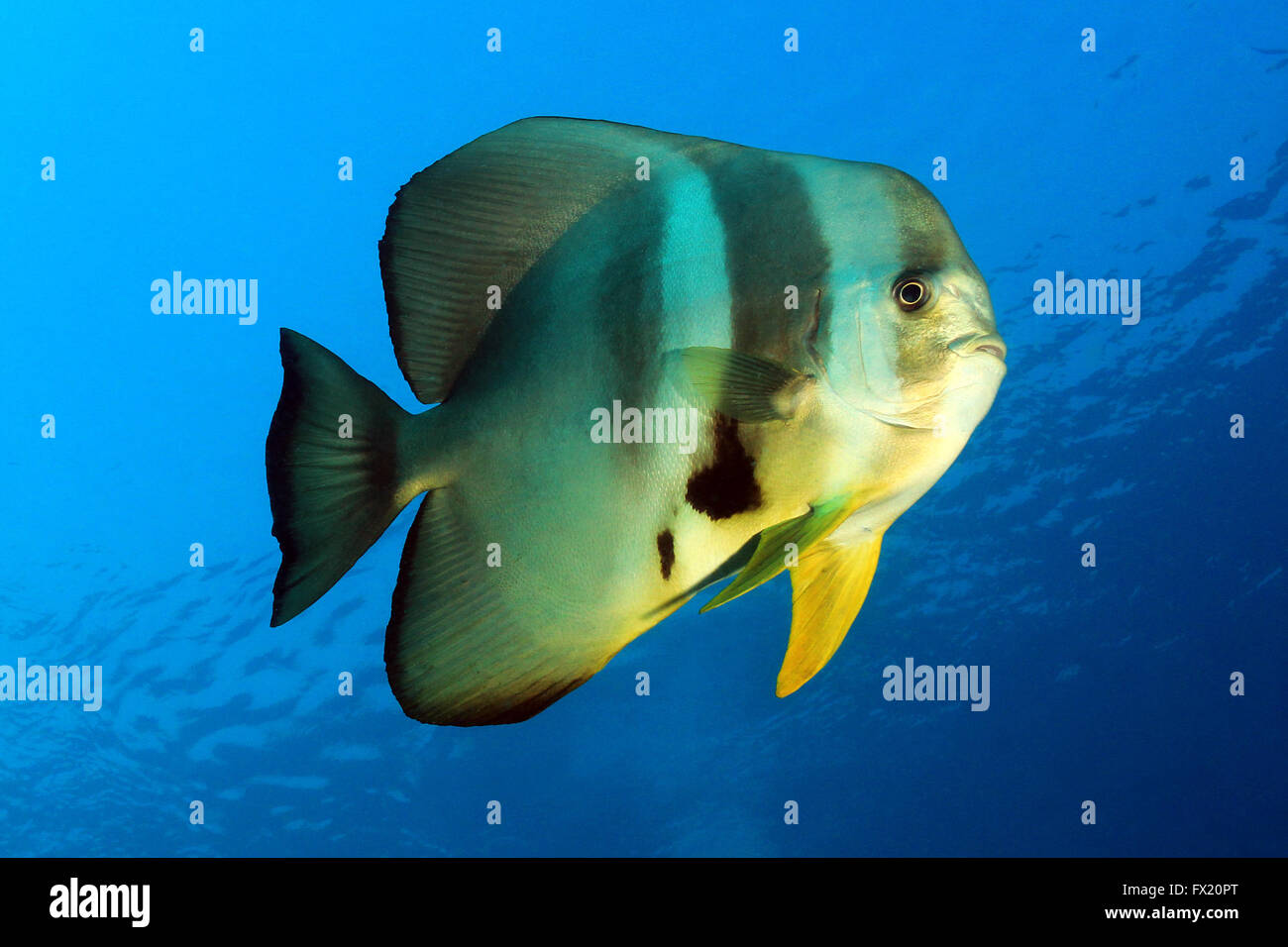 Longfin (Batfish Platax Teira) contro la superficie e il blu dell'acqua. Gam, Raja Ampat, Indonesia Foto Stock