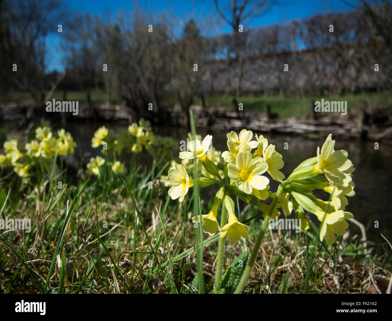 A livello del suolo con dettaglio di Cowslips (Primula elatior) sulle rive di un ruscello a cielo blu Foto Stock