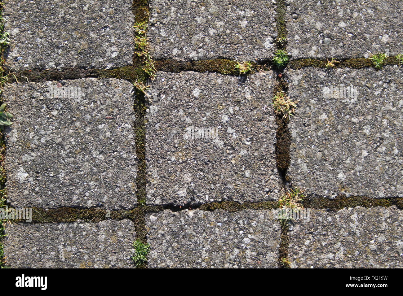 Chiusura del blocco quadrato pietre per pavimentazione con MOSS e ciuffi di erba straggly crescente attraverso gli spazi vuoti Foto Stock