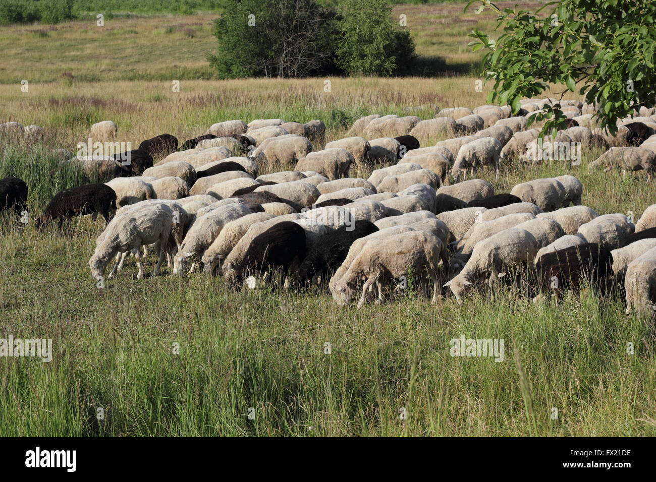 Un gregge di pecore sull'erba verde foto Foto Stock