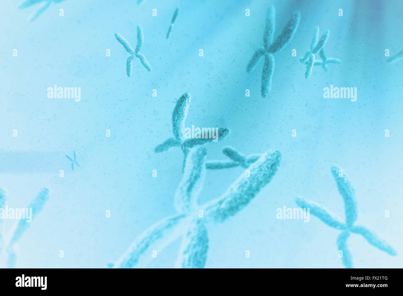 Immagine composita di vista del cromosoma Foto Stock