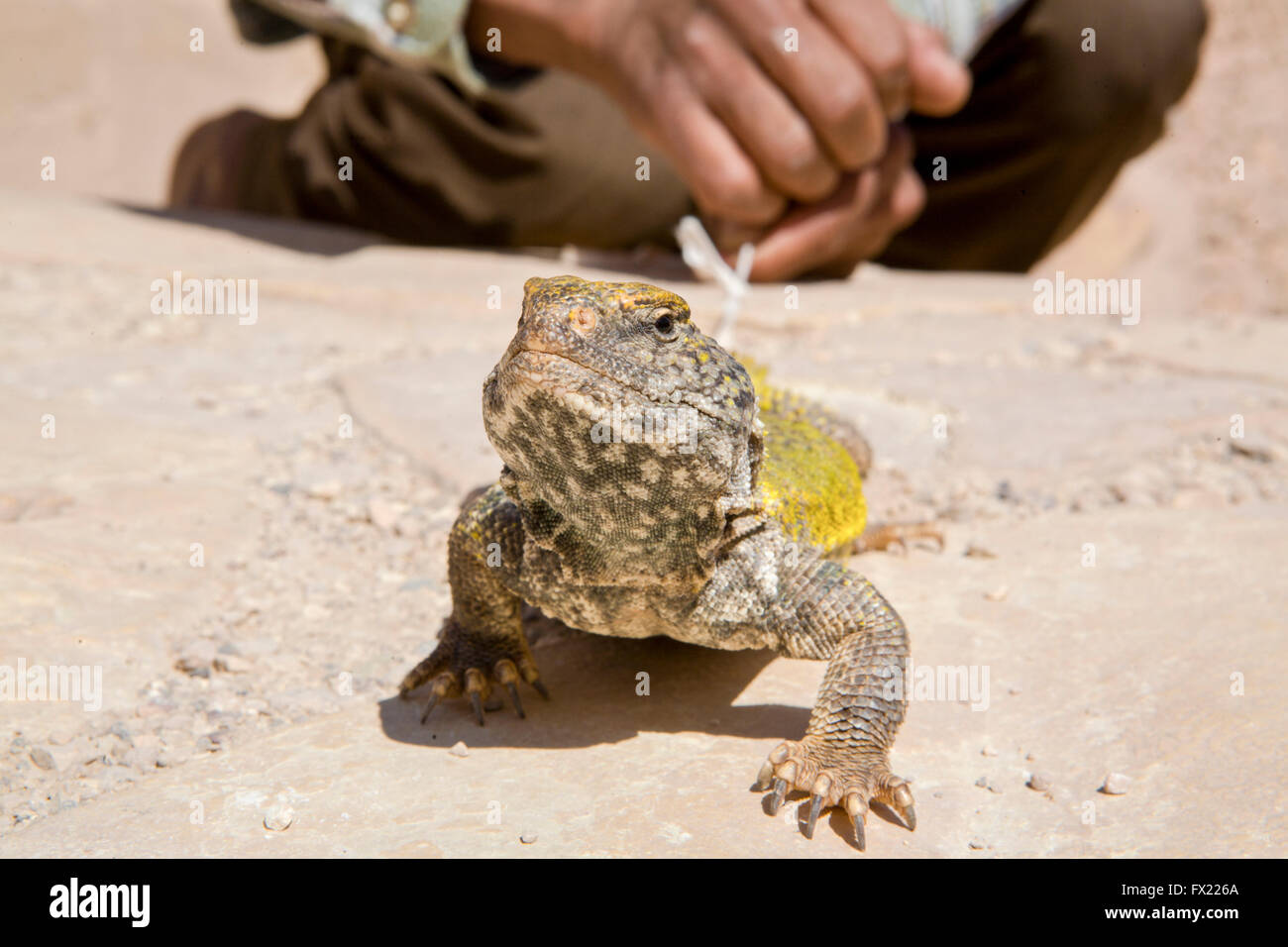 Uromastyx sahariana, spinoso sahariana-tailed Lucertola o Geyr Dabb della Lucertola, legata con un tope da un nativo Foto Stock