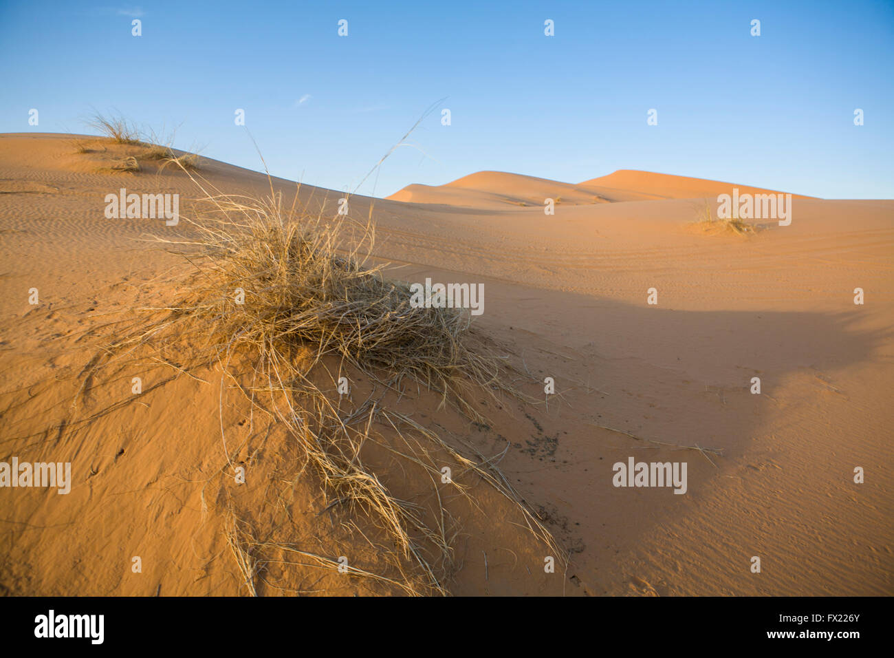Impianti in dune di sabbia nel deserto del Sahara, Merzouga, Marocco Foto Stock