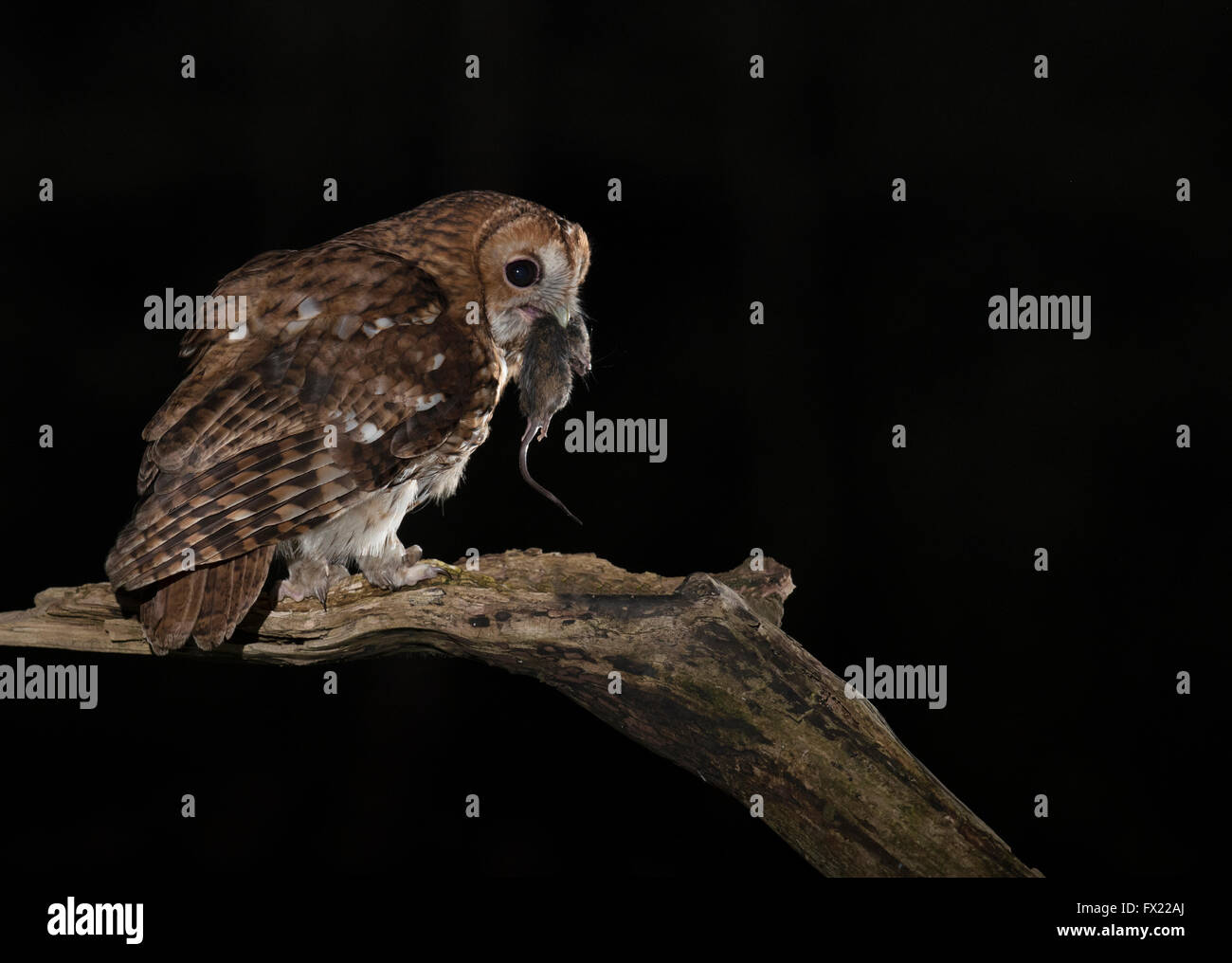 Wild Allocco (Strix aluco) con la preda Foto Stock