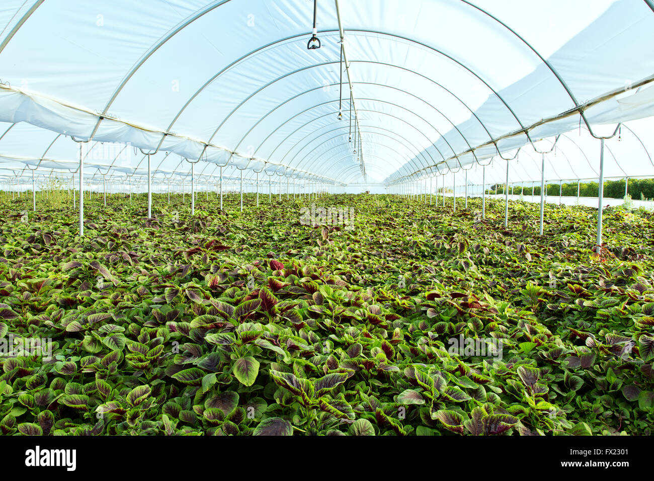 Jan choi, spinaci cinesi in crescita in serra. Foto Stock