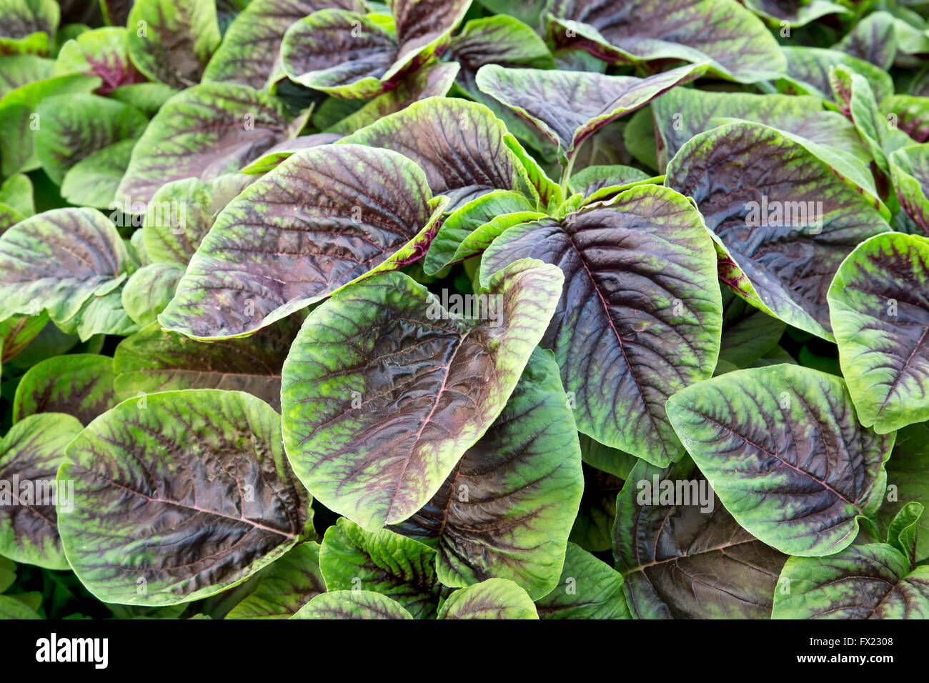 Jan choi, spinaci cinesi in crescita in serra. Foto Stock