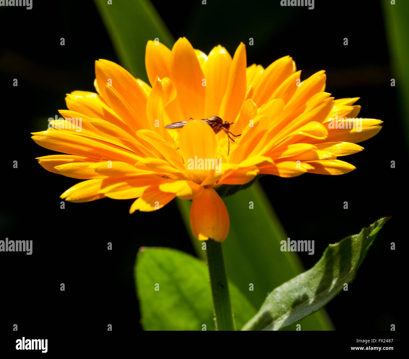 Emil nolde giardino fiorito immagini e fotografie stock ad alta risoluzione  - Alamy