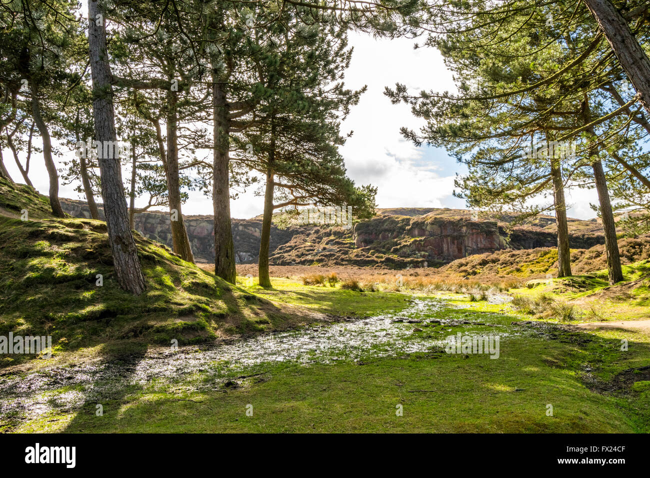 Bosco umido con una vecchia cava dietro a Ilkley Moor, West Yorkshire, Regno Unito. Foto Stock Bosco umido con una vecchia cava dietro a Ilkley Moor, West Yorkshire, Regno Unito. Foto Stock