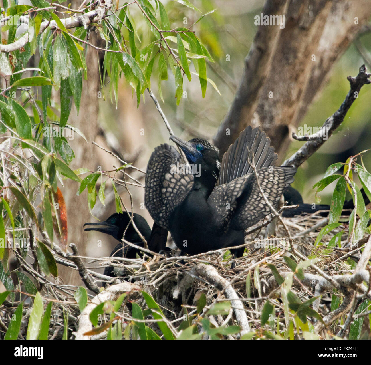 Poco maschio cormorano nero sul nido tra gli alberi di Natale con le ali sollevate nel display a Bundaberg Botanic Gardens Australia Foto Stock