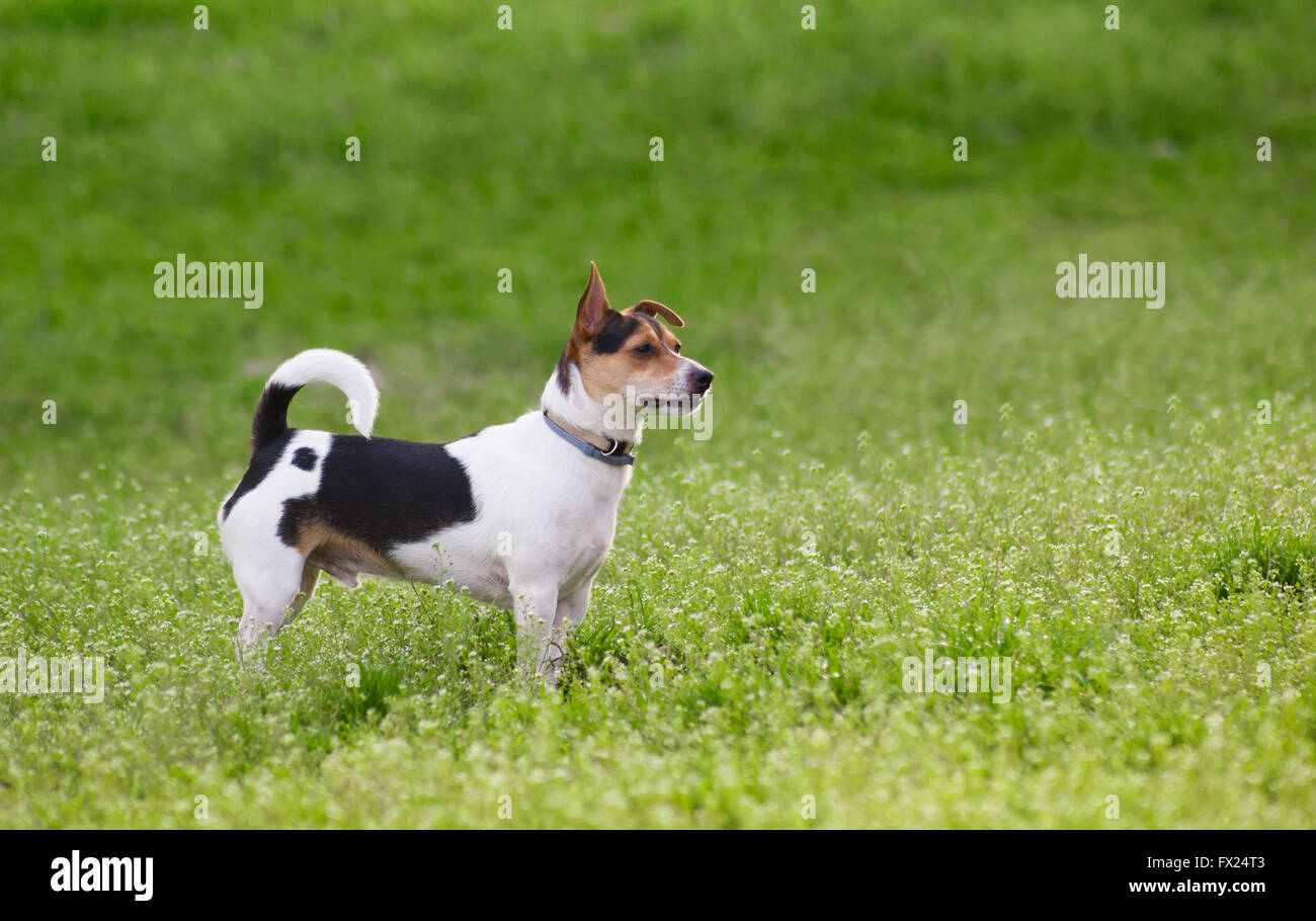 Terrier cane sull'erba Foto Stock