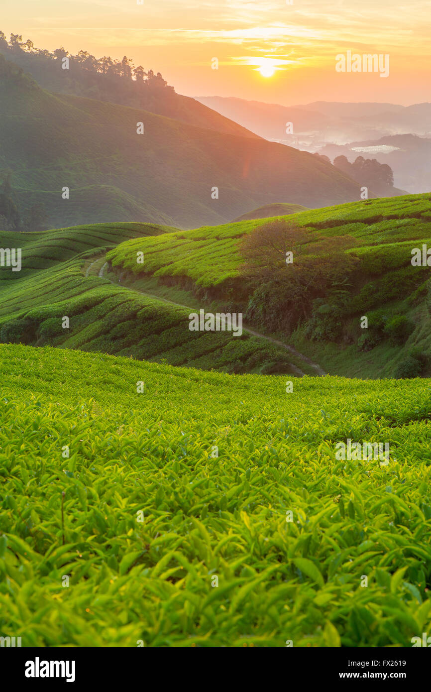 La piantagione di tè in Cameron Highlands, Malaysia Foto Stock