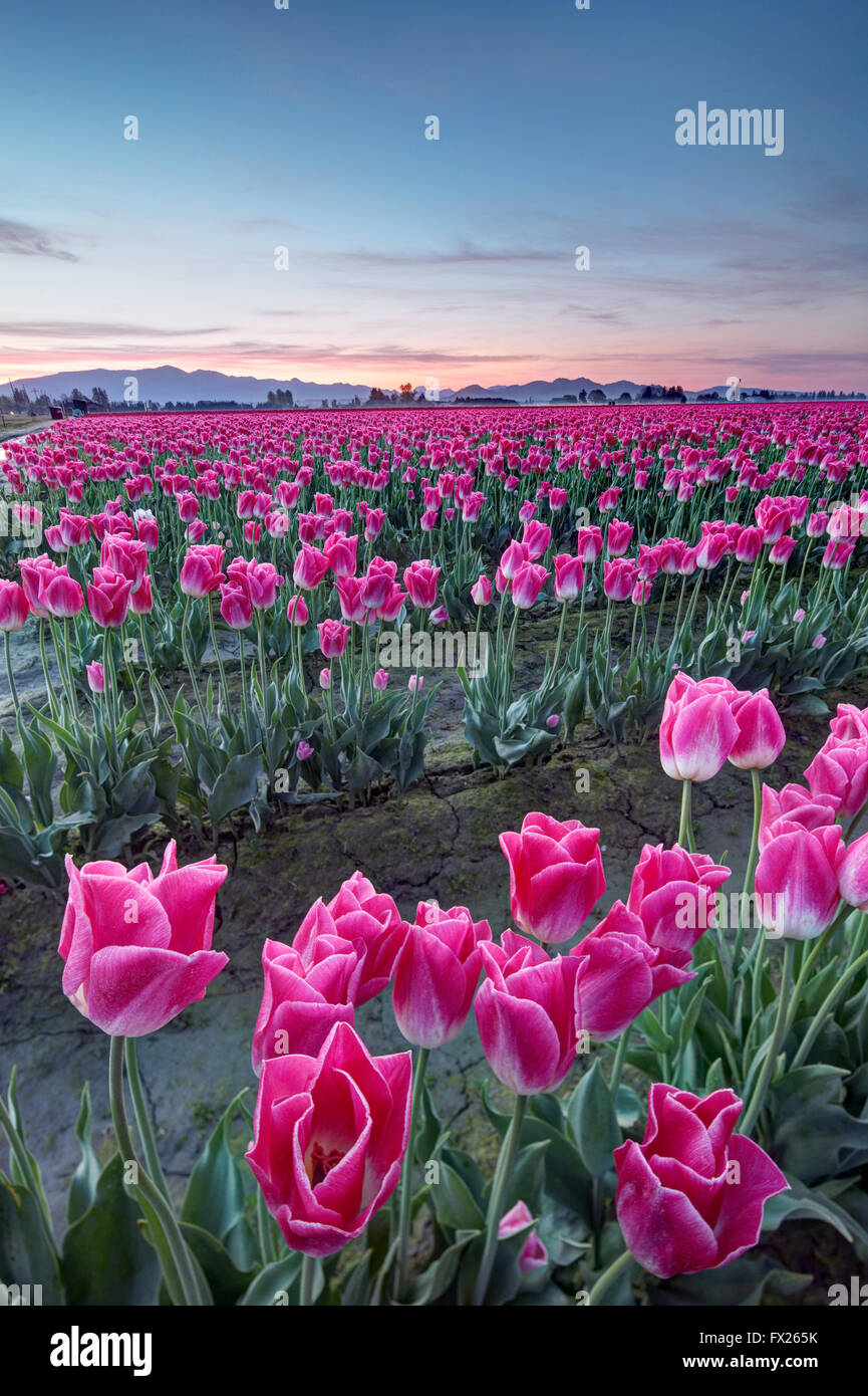 Righe di tulipani rosa, Mount Vernon, Skagit Valley, Skagit County, Washington, Stati Uniti d'America Foto Stock