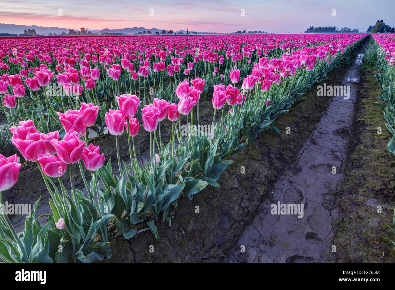 Righe di tulipani rosa, Mount Vernon, Skagit Valley, Skagit County, Washington, Stati Uniti d'America Foto Stock