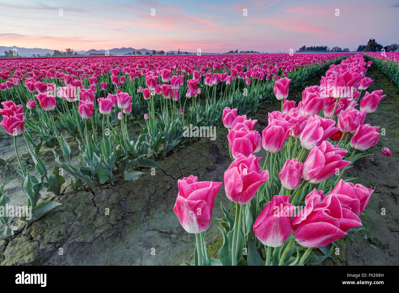 Righe di tulipani rosa, Mount Vernon, Skagit Valley, Skagit County, Washington, Stati Uniti d'America Foto Stock