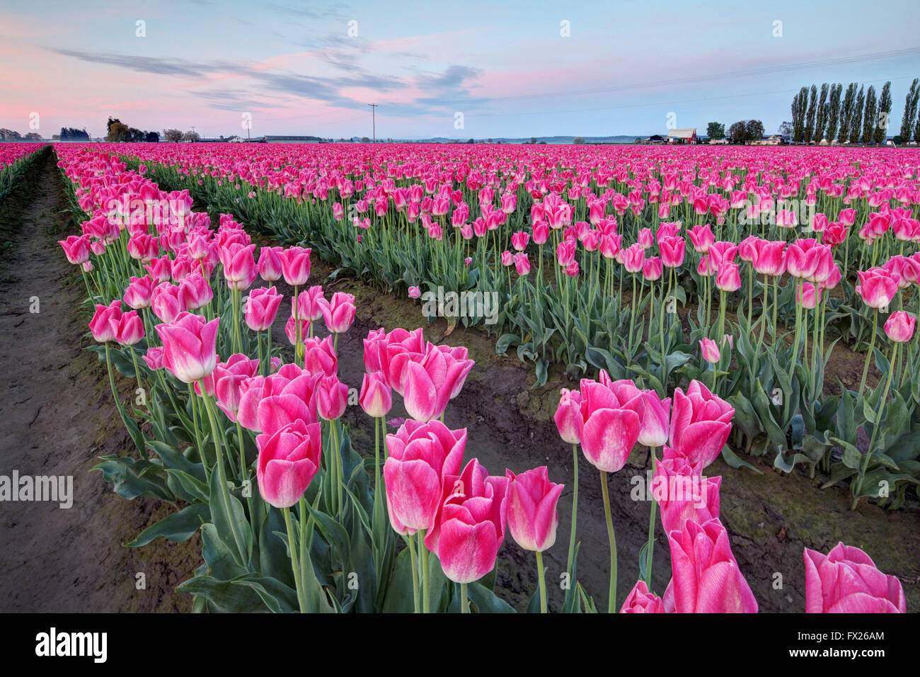 Righe di tulipani rosa, Mount Vernon, Skagit Valley, Skagit County, Washington, Stati Uniti d'America Foto Stock