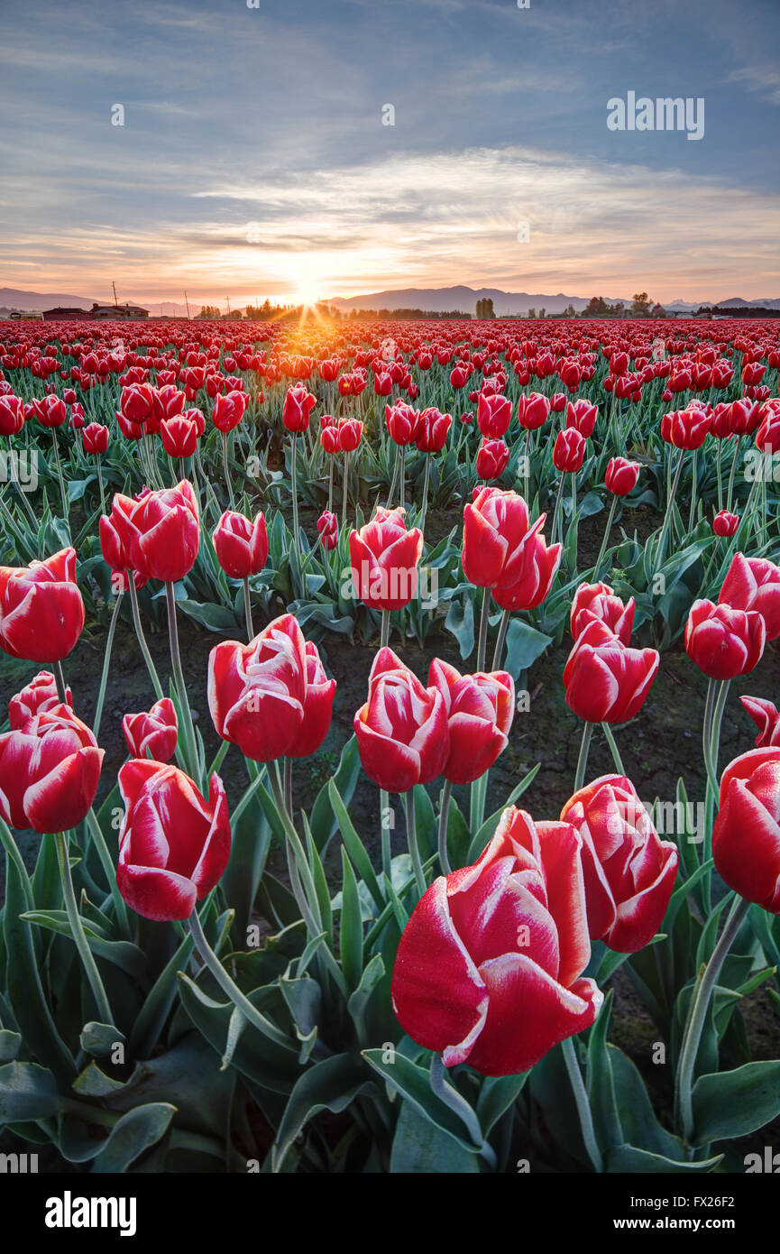 Righe del rosso e del bianco tulipani, Mount Vernon, Skagit Valley, Skagit County, Washington, Stati Uniti d'America Foto Stock