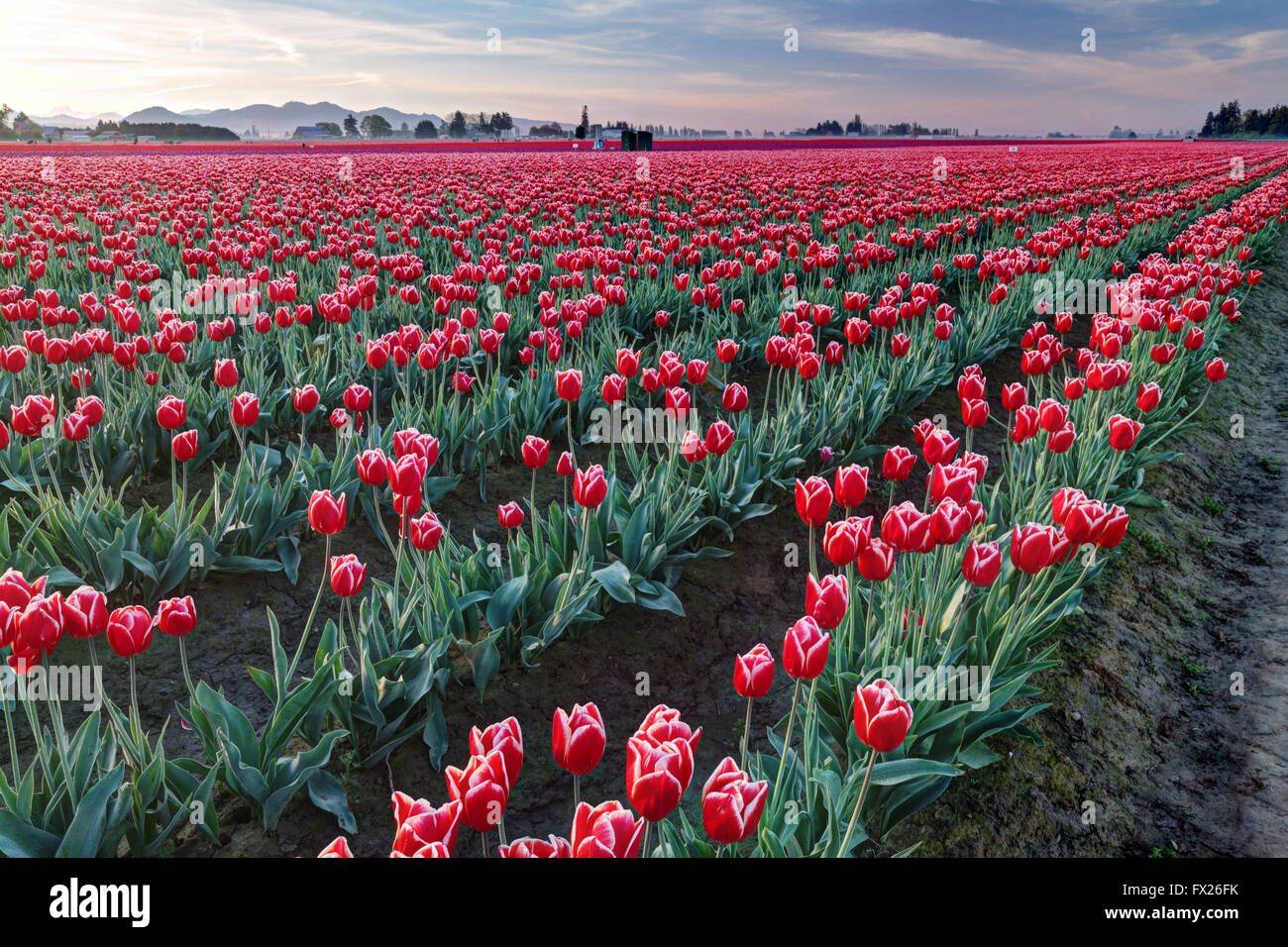 Righe del rosso e del bianco tulipani, Mount Vernon, Skagit Valley, Skagit County, Washington, Stati Uniti d'America Foto Stock